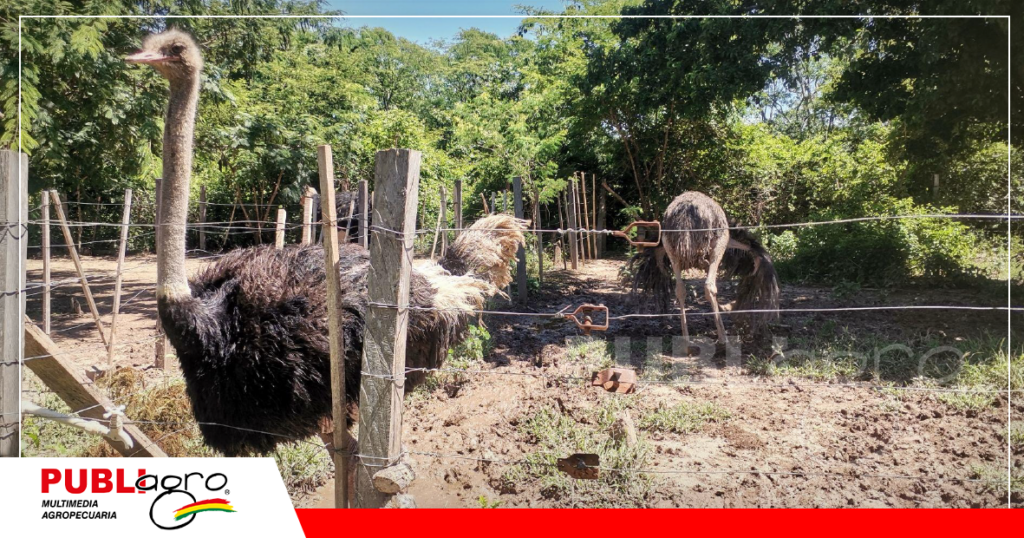 Este el sector de apareamiento, hay una pareja por corral/ Foto: Publiagro