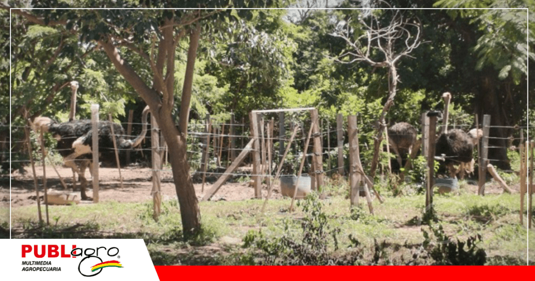 Granja de Don Alfonso Montenegro/ Foto: Publiagro