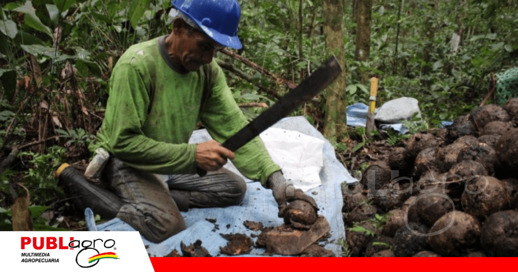 La castaña es uno de los pilares económicos del Beni / Foto: Internet