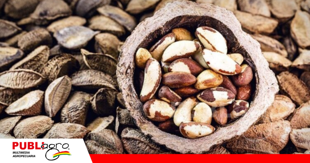 Los castañeros observan la baja del precio pactado / Foto: Internet