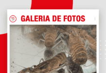 📷Galería de fotos | Camarón gigante de Malasia