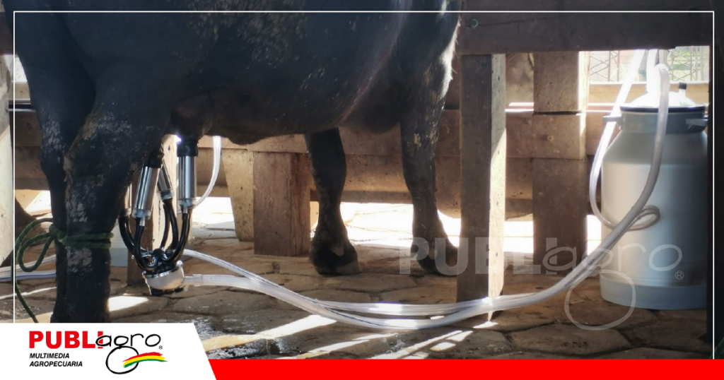 Las búfalas se están adaptando a la tecnología/ Foto: Publiagro