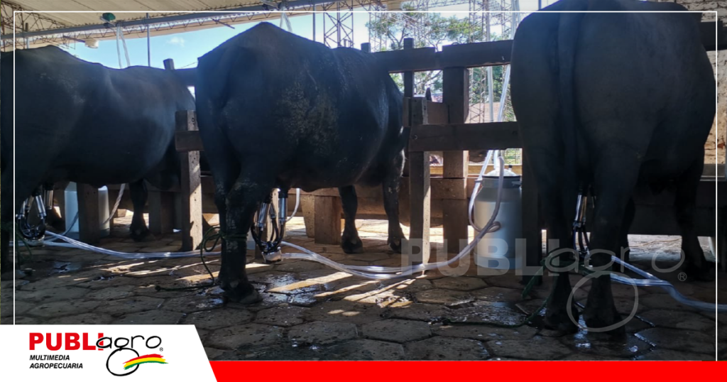 Implementan ordeña mecanizada / Foto: Publiagro