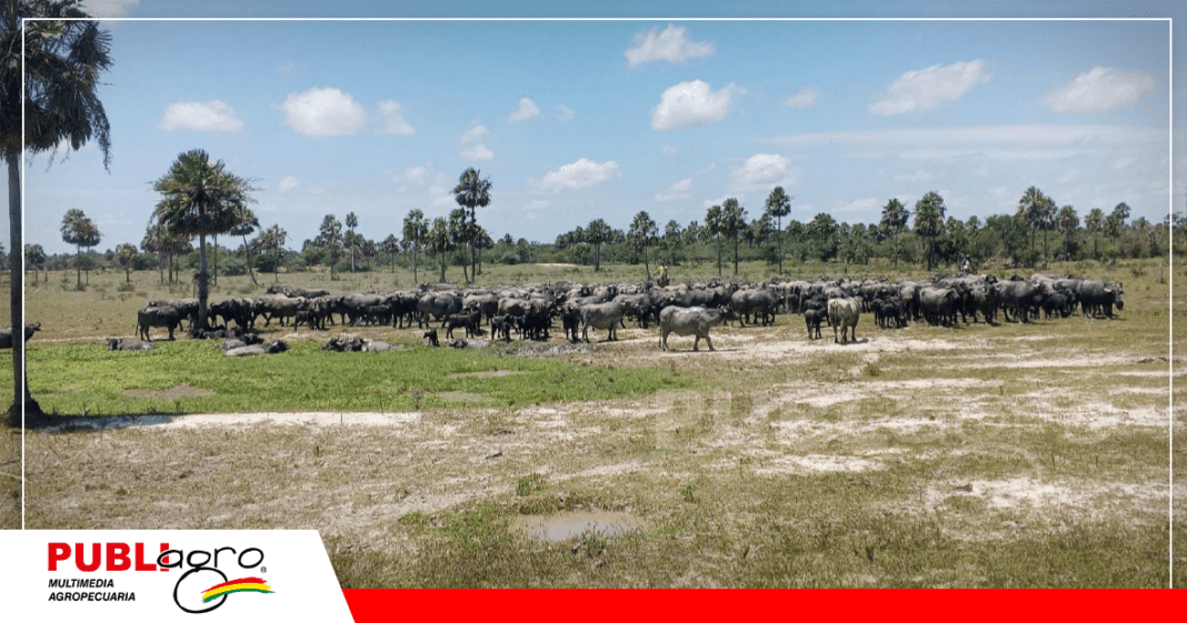 Cria de bufalos en suelos alcalinos/ Foto: Publiagro