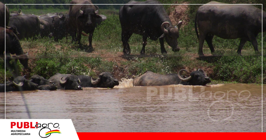Santa Lucía tiene varias lagunas, bienestar para el búfalo/ Foto: Publiagro
