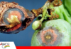 Antracnosis de la vid en Bolivia: riesgo sanitario emergente en los valles vitícolas Los síntomas de la antracnosis de la uva, también conocida como “podredumbre de ojo de pájaro” / Foto: Internet
