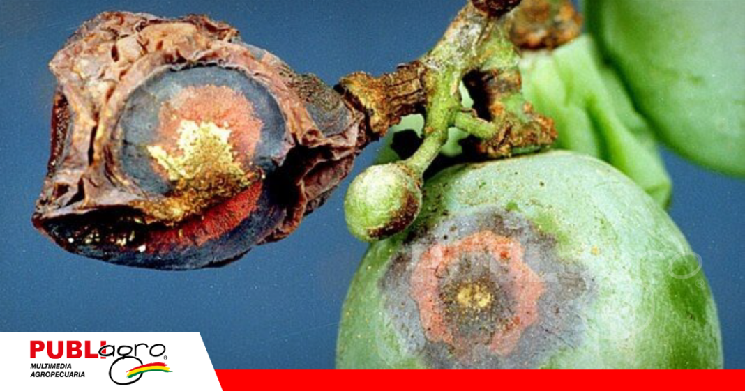 Los síntomas de la antracnosis de la uva, también conocida como “podredumbre de ojo de pájaro” / Foto: Internet