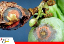 Antracnosis de la vid en Bolivia: riesgo sanitario emergente en los valles vitícolas Los síntomas de la antracnosis de la uva, también conocida como “podredumbre de ojo de pájaro” / Foto: Internet