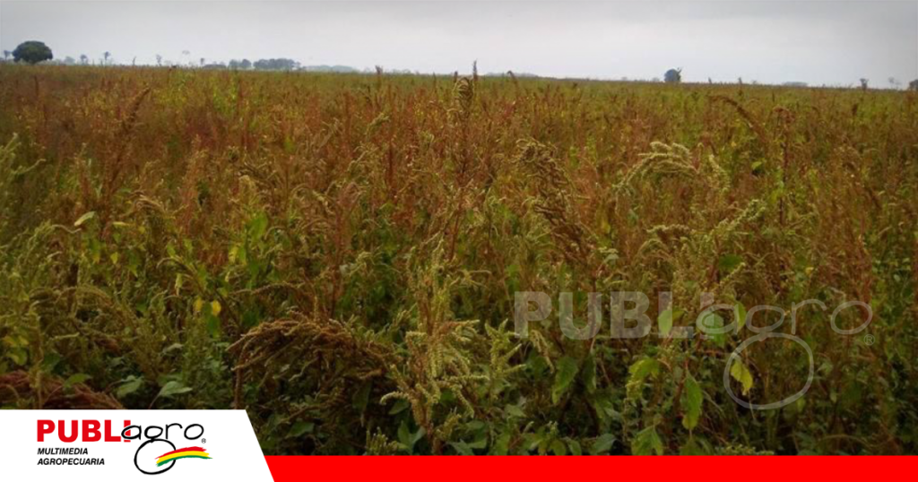 El chiori rojo es otra especie del Amaranthus/ Foto: Internet