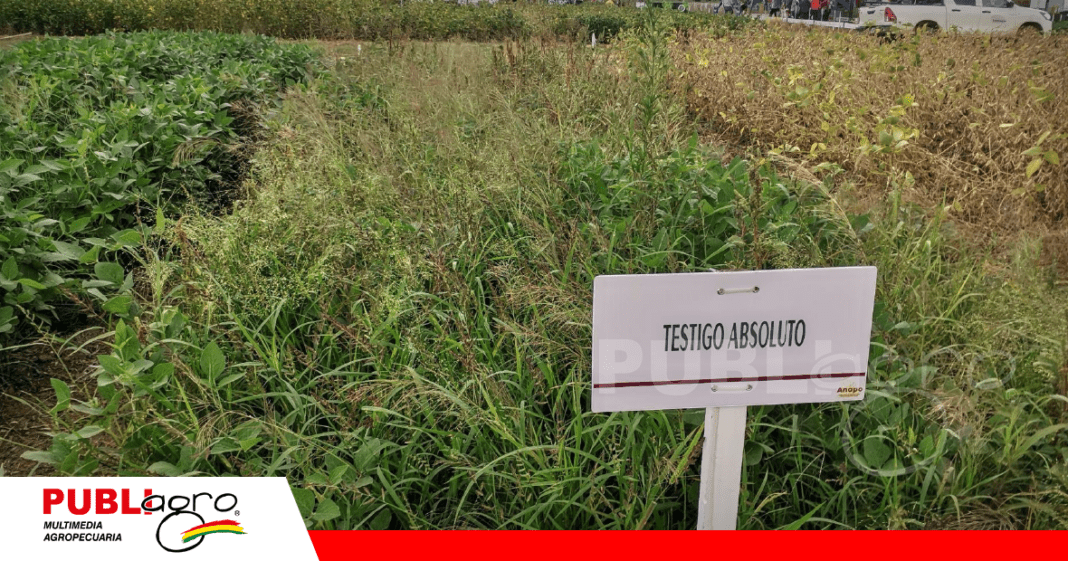 El chiori la maleza resistente a herbicidas/ Foto: Publiagro