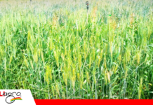 Innovación en trigo florece en Quirusillas: nuevas variedades prometen rentabilidad y resistencia Foto: Iniaf