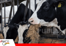 Levaduras ruminales como herramienta para aumentar la productividad en bovinos, ovinos y camélidos en Bolivia Foto: Internet