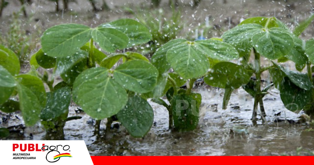 El encharcamiento pueden ocasionar perdidas al momento de cosechar / Foto: Internet