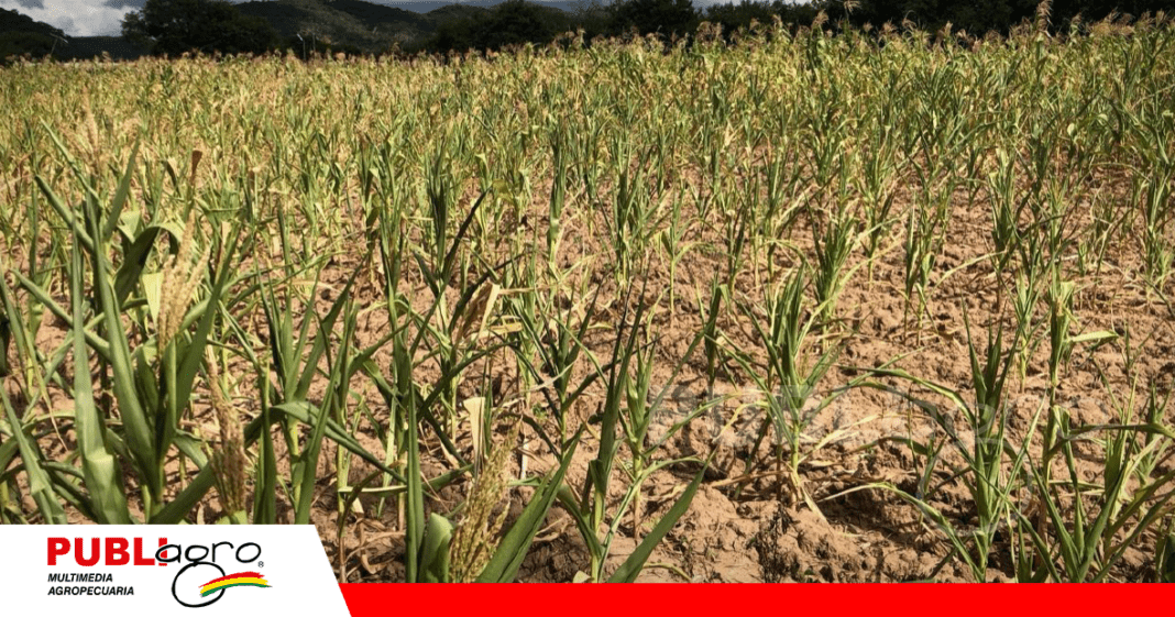 La sequía afectó a cultivos de maíz/ Foto: gentileza Sharbel Escobar