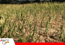 Sequía anticipada provoca pérdidas superiores al 60% en cultivos del valle de El Trigal La sequía afectó a cultivos de maíz/ Foto: gentileza Sharbel Escobar