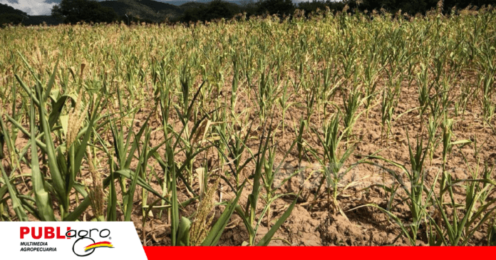 La sequía afectó a cultivos de maíz/ Foto: gentileza Sharbel Escobar