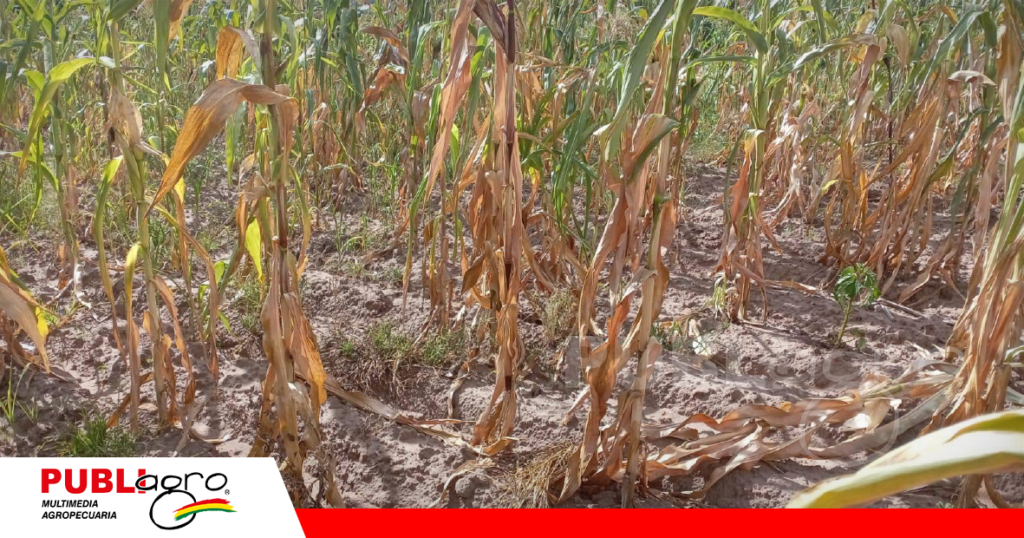 Foto: gentileza Sharbel Escobar