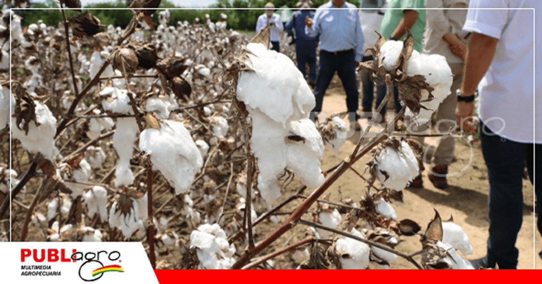 Nuevas variedades de algodón para impulsar y motivar a los productores / Foto: CAO