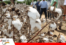 Nuevas variedades de algodón con biotecnología avanzan en Santa Cruz y abren expectativas para el sector algodonero Nuevas variedades de algodón para impulsar y motivar a los productores / Foto: CAO