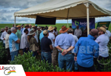 Bróter trae a experto internacional en suelos para impartir una jornada técnica agrícola en la Chiquitania Las parcelas de Broter Itacamba en las jornadas CREA / Foto: Itacamba
