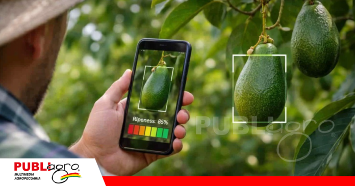 El uso de la IA ayuda a los productores de palta / Foto: Internet