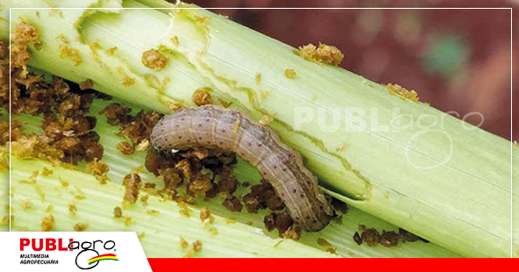 Daños causados por el gusano cogollero/ Foto: Internet