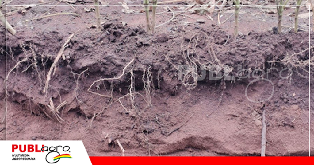 Raíces fuertes y con nódulos/ Foto: Publiagro