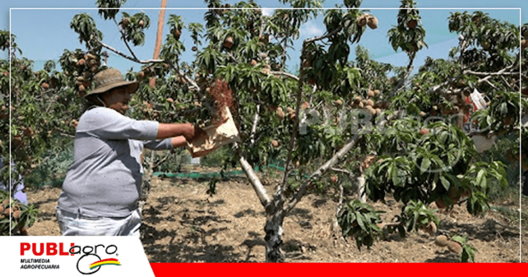 Foto: Senasag archivo