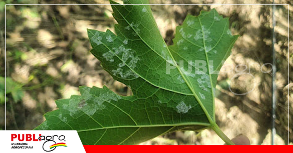 Las enfermedades aparecieron debido a la humedad/ Foto: Delfín Barriga