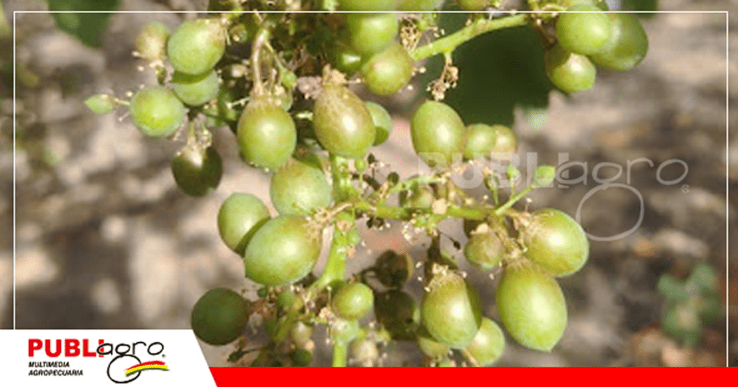 Uvas de mala calidad resultado de las lluvias/ Foto: Delfín Barriga