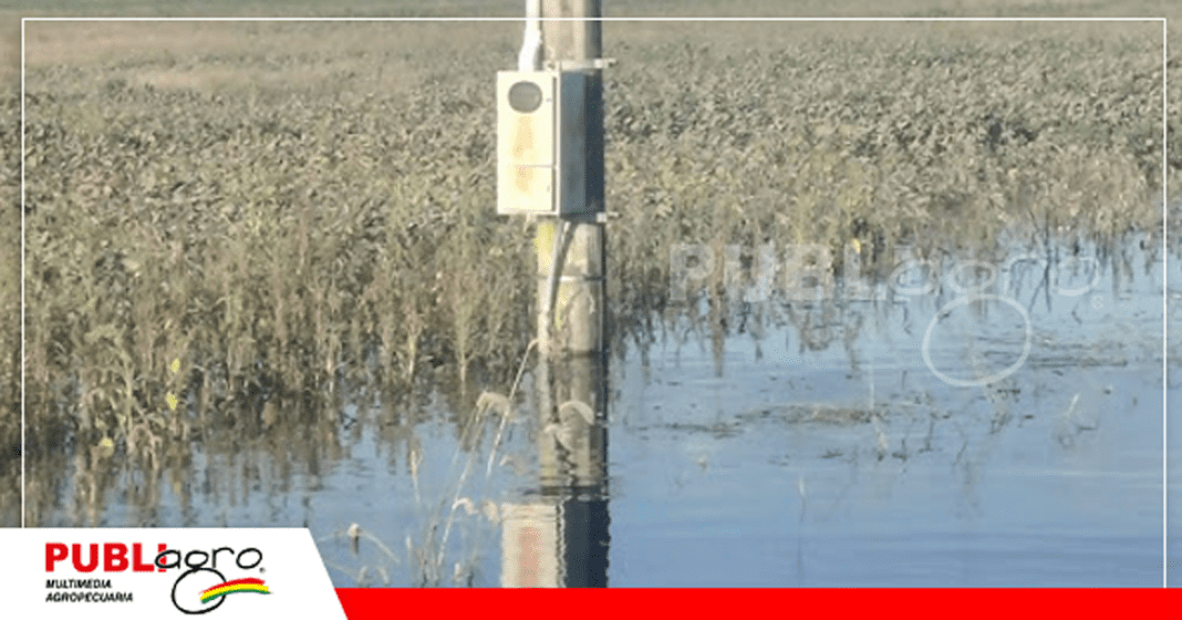 Soya bajo el agua en la zona norte/ Foto: Edward Condo