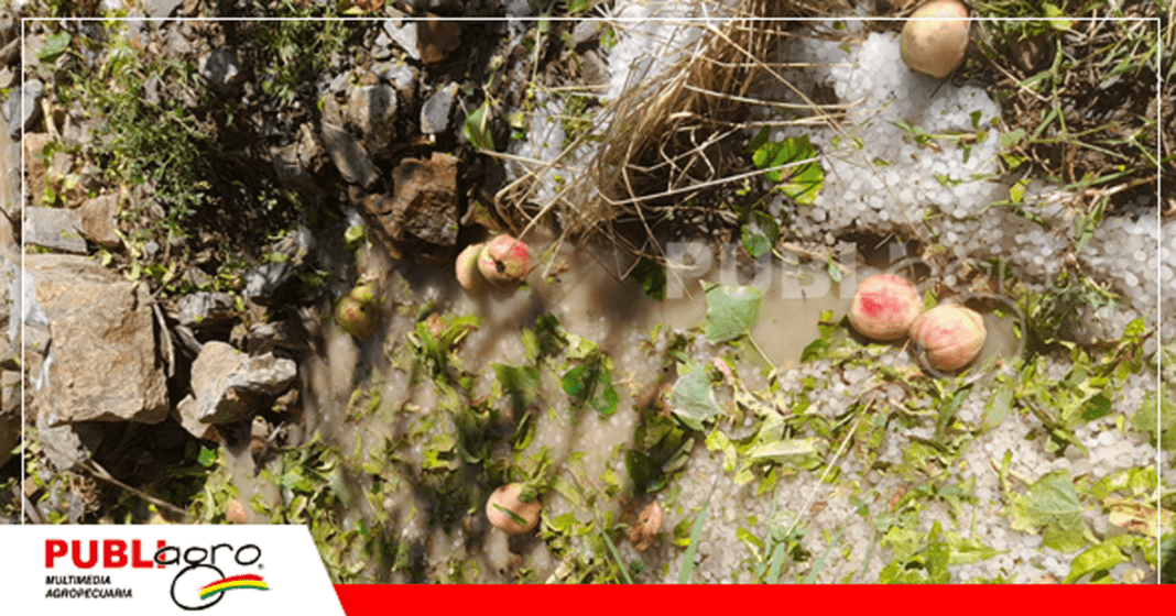 La afectación a la producción de durazno será severa / Foto: Internet