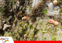 Granizada golpea cultivos en Cotagaita y activa apoyo del Seguro Agrario para productores afectados La afectación a la producción de durazno será severa / Foto: Internet