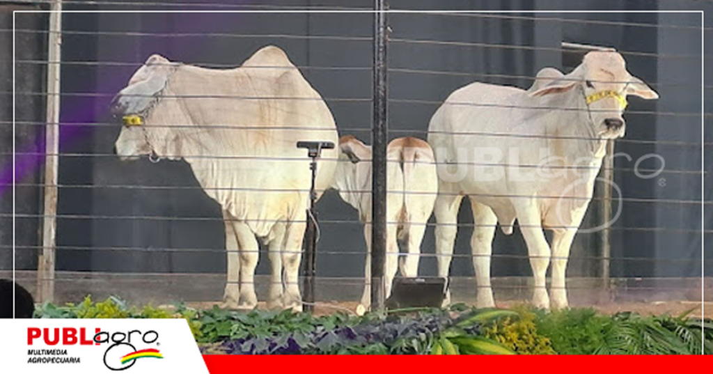 Remate Legado FIV K De Oro/ Foto: Publiagro