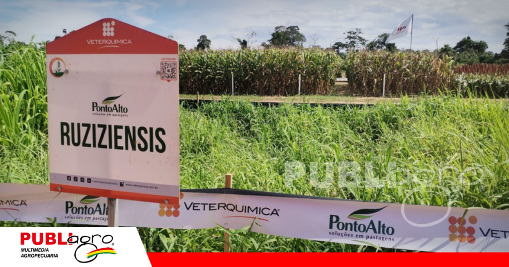 La empresa presenta nueve variedades de semillas de pasto de la línea Punto Alto.