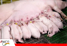 30 lechones por cerda al año: ¿meta productiva o indicador equivocado en la porcicultura moderna? Estudios identifican lechones más productivos / Foto: Internet