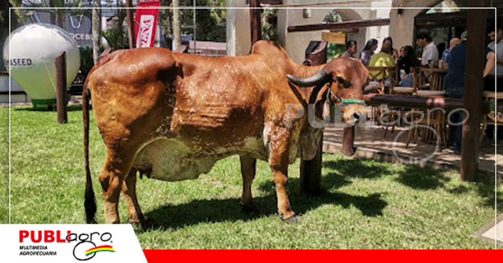 Este es otro ejemplar de alta genética perteneciente a agropecuaria Las Maras/ Foto: Publiagro