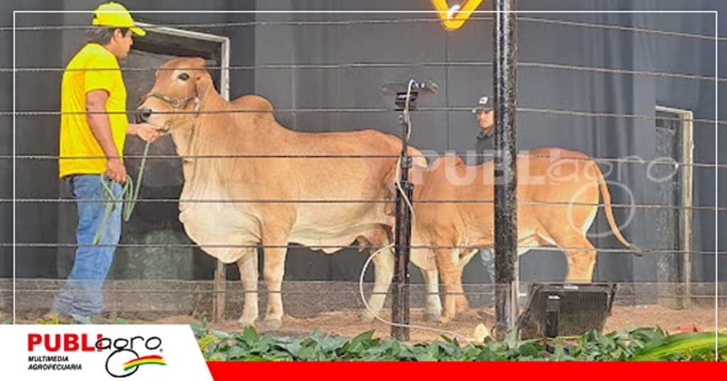 Brahman rojo/ Foto: Publiagro