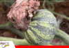 Aborto de frutos en zapallo: causas agronómicas y manejo técnico para evitar pérdidas La pudrición del tallo es un factor de aborto / Foto: Internet