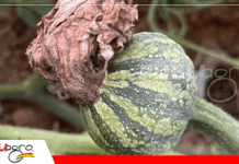 Aborto de frutos en zapallo: causas agronómicas y manejo técnico para evitar pérdidas La pudrición del tallo es un factor de aborto / Foto: Internet
