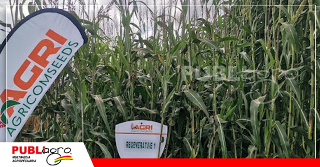 Foto: Publiagro
