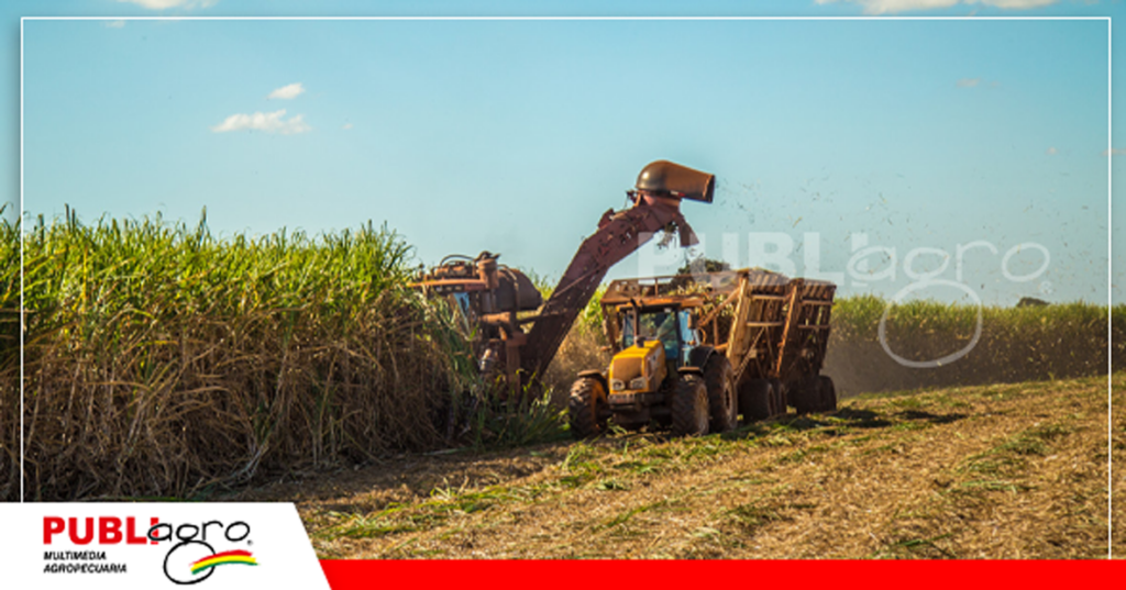 18 Los productores de caña basan su producción en el azúcar / Foto: Internet