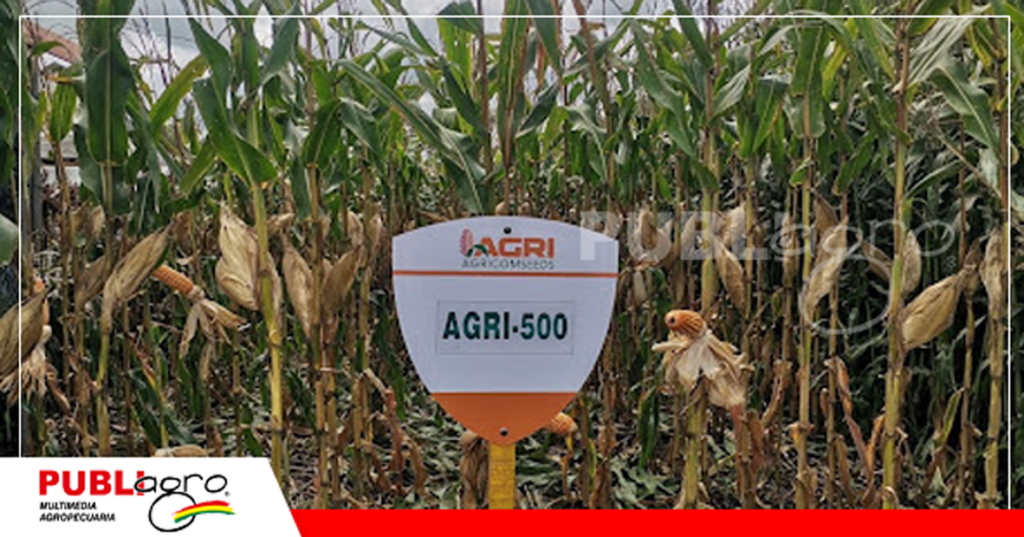 El AGRI 500 sorprende por su rendimiento y tolerancia a la cigarrita/ Foto: Publiagro