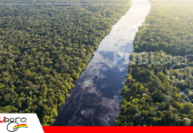 Bosques del mundo: el pulmón del planeta y su papel clave en el equilibrio global