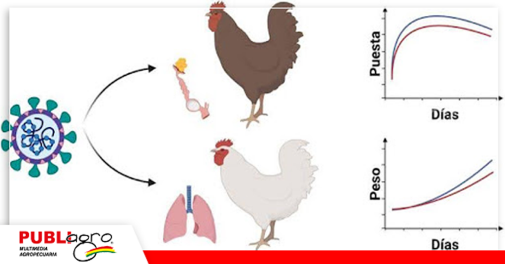 Foto: Salud Avícola