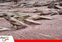 Aluvión destruyó maizales y cultivos en Chiquiaca Sud