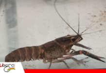 Camarón Gigante de Malasia: tecnología y selección genética Foto: Publiagro