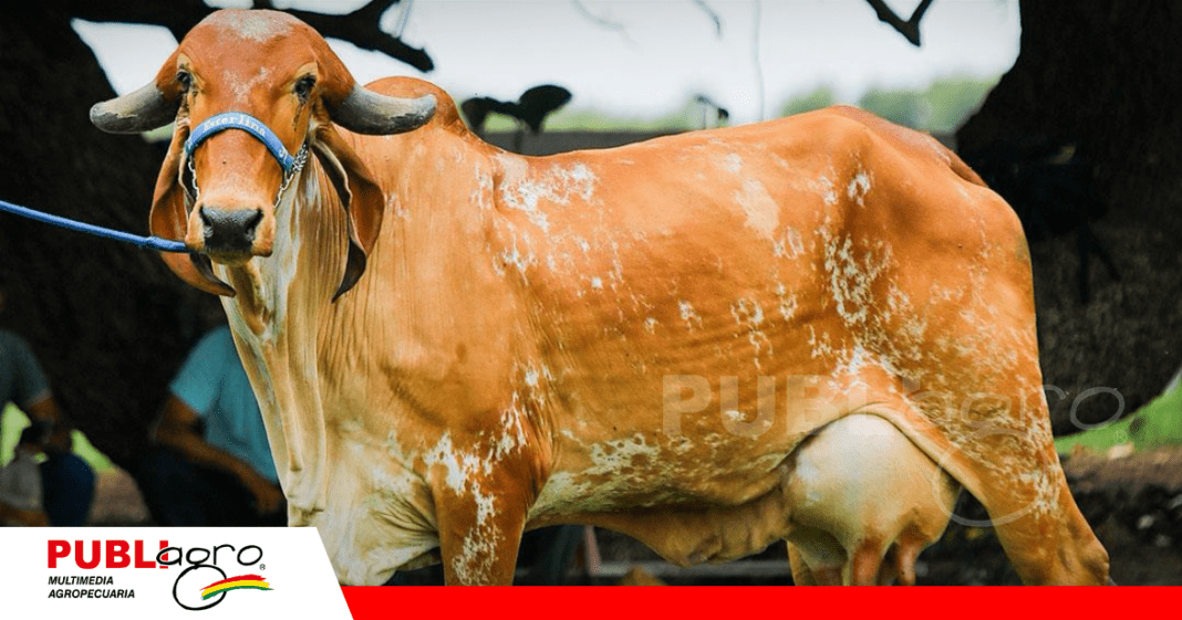 Foto: Gyr y Girolando Bolivia