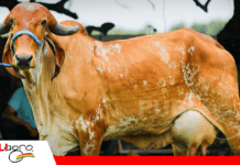 Comisión Gyr y Girolando se prepara para Agropecruz y Exponorte 2026 Foto: Gyr y Girolando Bolivia