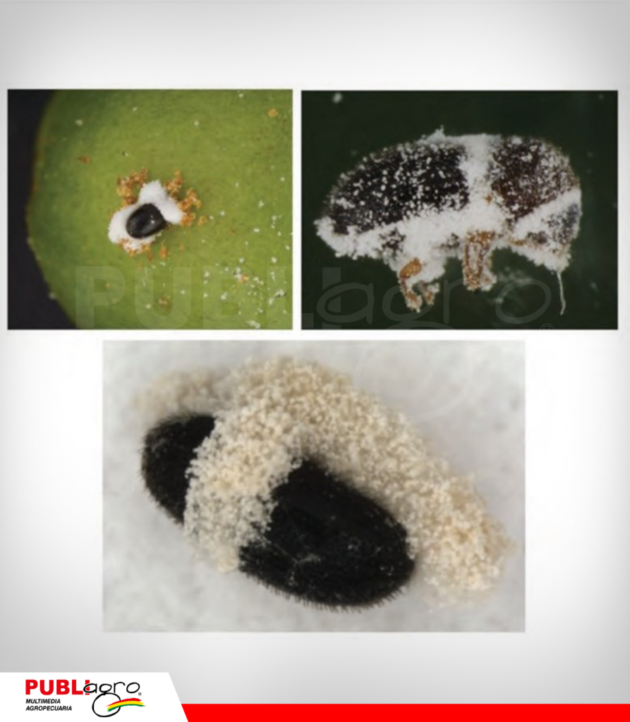 Beauveria bassiana atacando la broca en un fruto de café/ Foto: AgroAvances